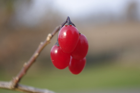 Red berries